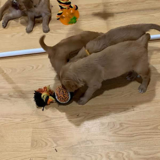 Pups1